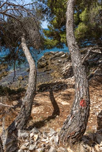 Fototapeta Naklejka Na Ścianę i Meble -  The path to the wild beach of Vela i Mala Draga on the coast of the island of Ciovo