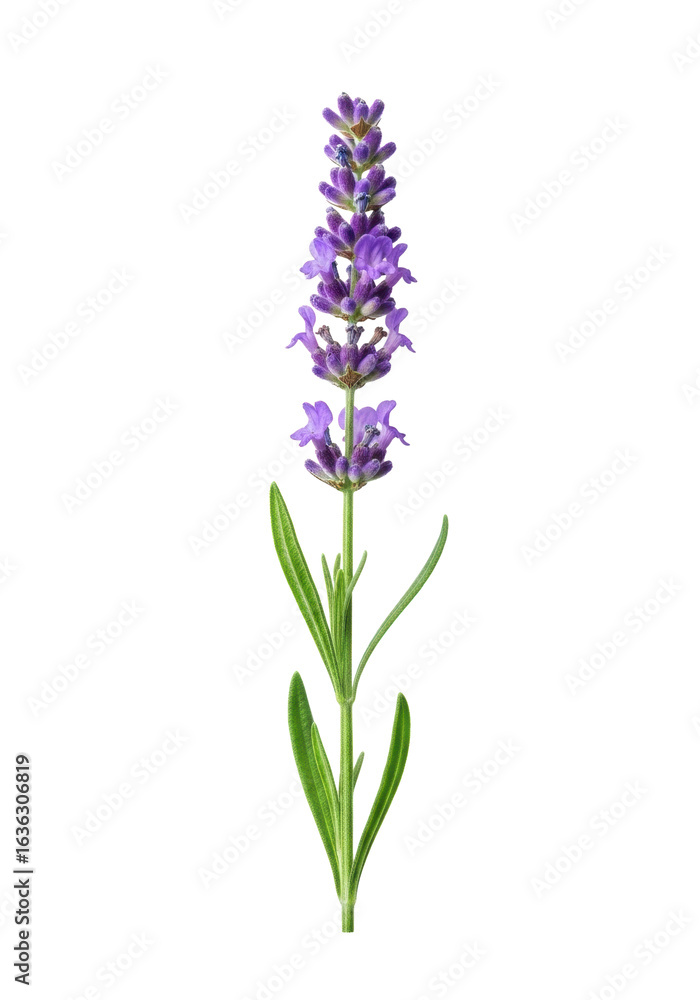 Naklejka premium Single stem of fresh lavender flowers with vibrant purple blossoms and green leaves, isolated on a transparent plain background with perfect even lighting, concept of natural beauty and serenity