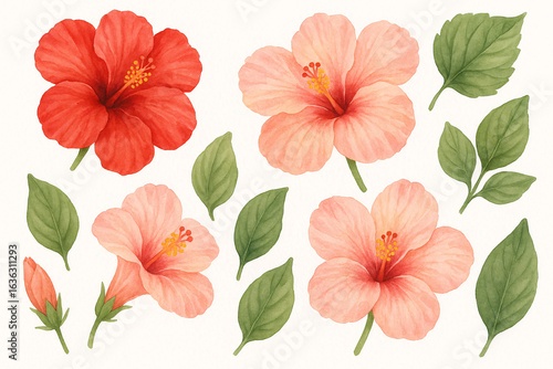 Watercolor illustration set of tropical hibiscus flowers in red and pink with green leaves on white background
