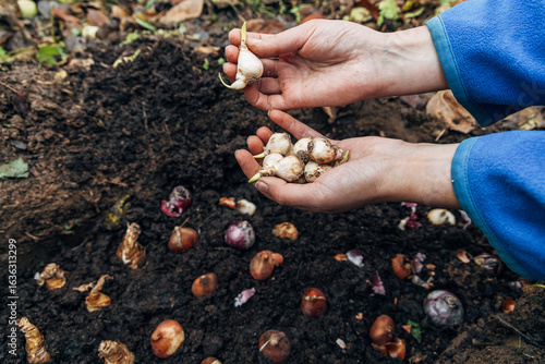 hands holding muscari bulbs before planting in the ground