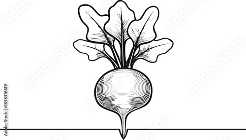 red beet isolated on white background vector 