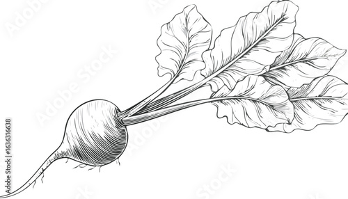 red beet isolated on white background vector 