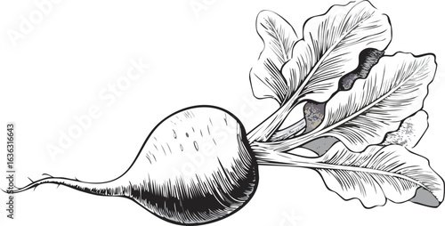 red beet isolated on white background vector 