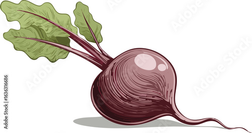 red beet isolated on white background vector 