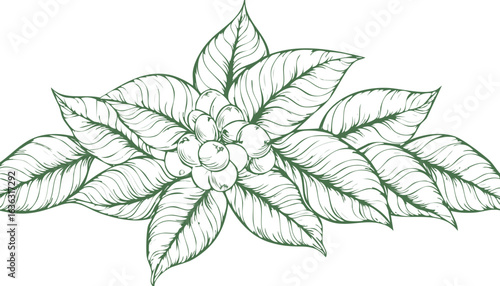 Roasted coffee beans isolated on transparent png
 vector.arabica coffee - drink, robusta coffee - crop, cafe culture, cereal plant, bean, caffeine, dark, drink, espresso, roasted, breakfast, brown, 