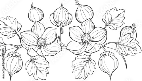 Cape gooseberry isolated on transparent png vector.cut out, color image, no people, photography, white background, fruit, square - composition, tomatillo, mexico, treasure, gold, nourishment, produce,