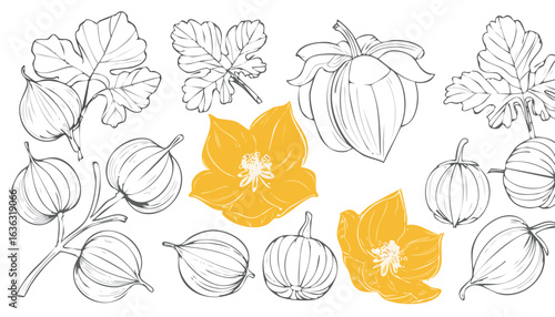 Cape gooseberry isolated on transparent png vector.cut out, color image, no people, photography, white background, fruit, square - composition, tomatillo, mexico, treasure, gold, nourishment, produce,