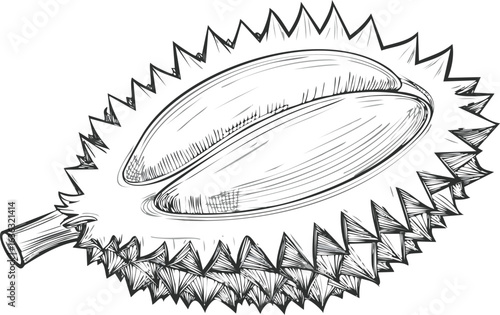 durian isolated on transparent png vector.fruit, southeast, durian, food, ingredient, organic, ripe, king, nourishment, of, open, tasting, color image, flesh, isolated, large, malaysian, photography, 