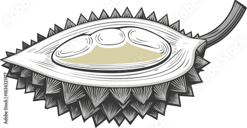 durian isolated on transparent png vector.fruit, southeast, durian, food, ingredient, organic, ripe, king, nourishment, of, open, tasting, color image, flesh, isolated, large, malaysian, photography, 