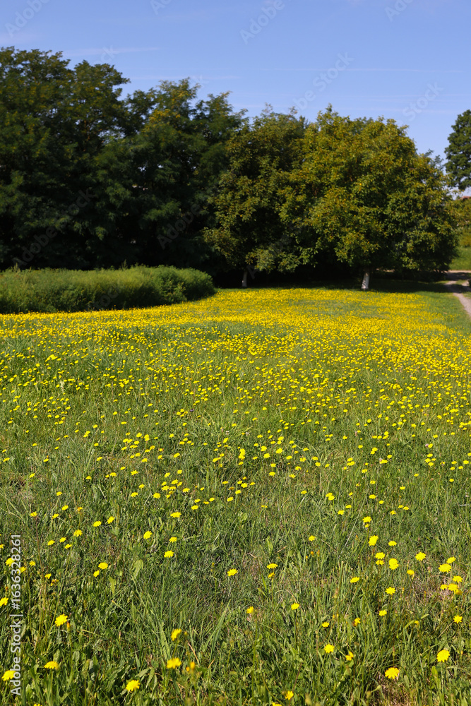 Obraz premium Blooming yellow wildflower meadow on a sunny summer day. Natural countryside landscape with green trees and blue sky. Perfect for seasonal, eco, travel, or nature-themed content.