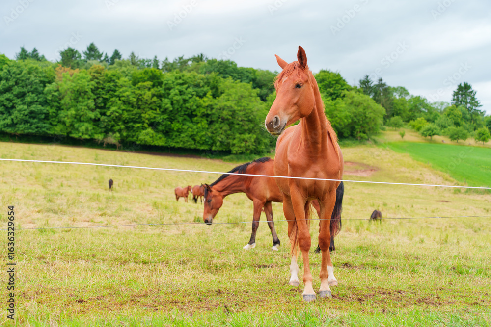 Obraz premium Serene Pastoral Scene with Horses Grazing on a Cloudy Day