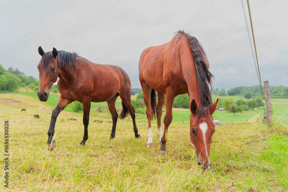 Obraz premium Two Brown Horses Grazing on Lush Green Grass in Rossdorf Germany