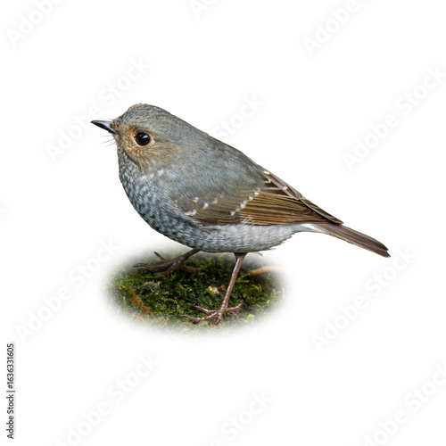 Female Plumbeous Redstart perched on moss, showing soft grey plumage with subtle brown wings.