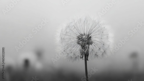 Wallpaper Mural A grayscale close-up of a dandelion seed head,  with a soft, out-of-focus background of more seed heads in a hazy, misty environment Torontodigital.ca