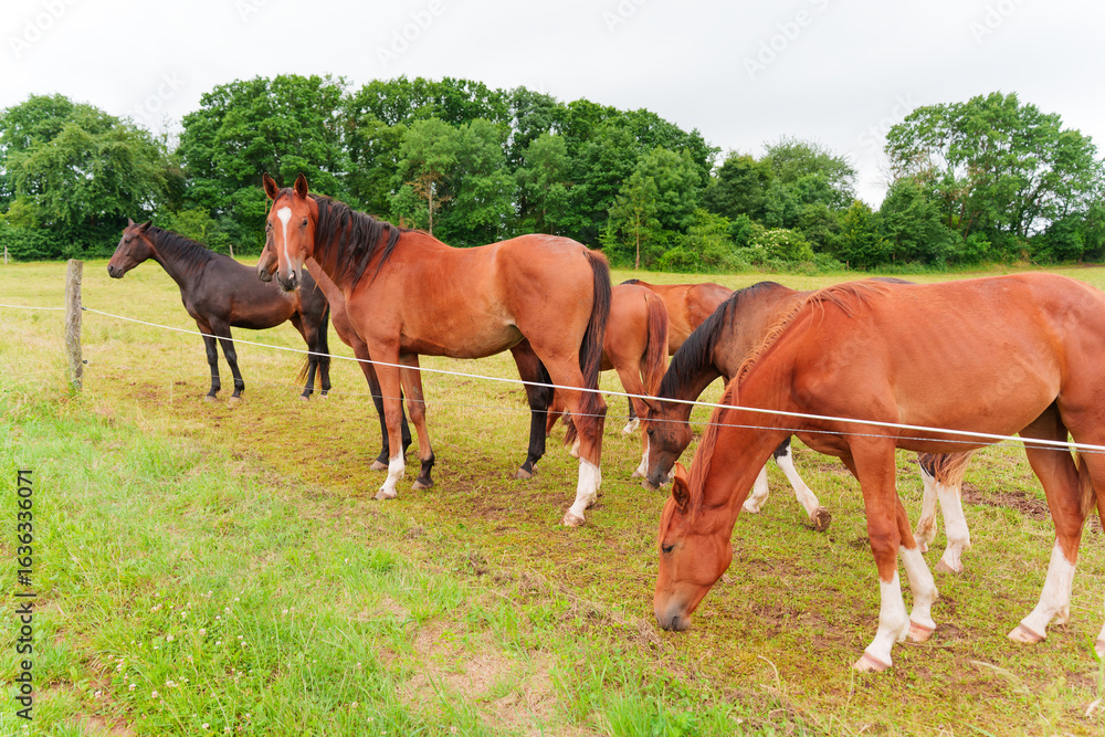 Fototapeta premium Herd of Horses Grazing in Green Pasture in Germany