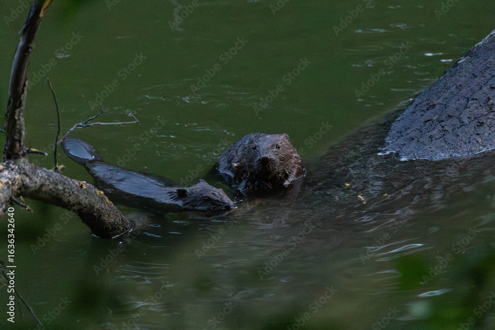 Obraz premium beaver siblings on a tree and in the water