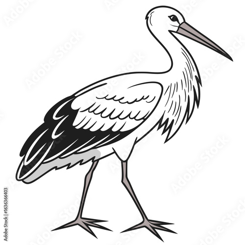 black crowned night heron