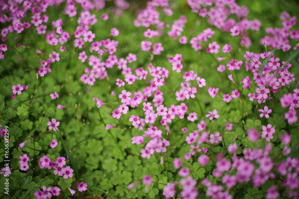 Obraz premium Serene Pink Oxalis Field with Green Shamrock - like Leaves