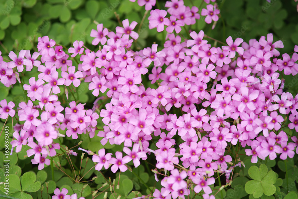 Close - up of Pink Oxalis Flowers Blooming Among Green Clover - like Leaves Close - up of Pink Oxalis Flowers Blooming Among Green Clover - like Leaves