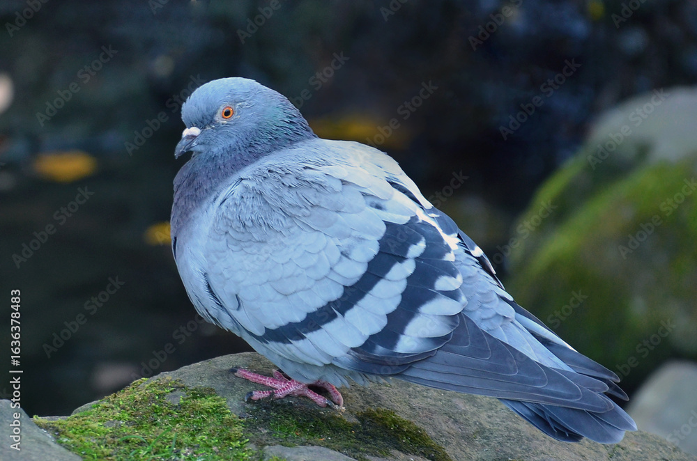 Fototapeta premium Rock pigeon sresting on the stone near the water of a pond ..Closeup photo outdoors. Wild birds ,fauna, animals protection.Free copy space.