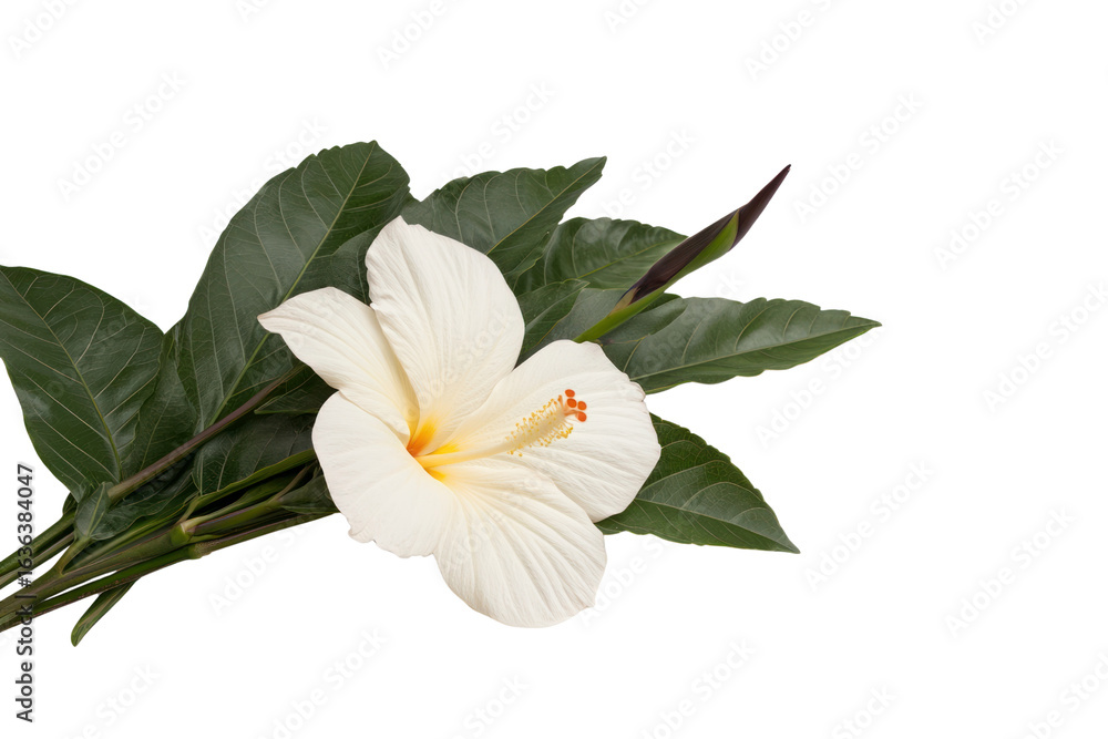 Fototapeta premium Hibiscus Bloom: A pristine, single hibiscus flower with vibrant white petals is captured, showcasing its elegant form against a clean backdrop.