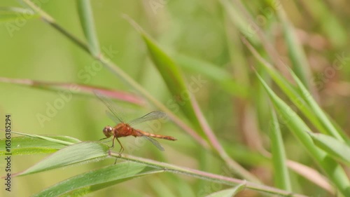 Wallpaper Mural An Erythrodiplax melanorubra dragonlet resting on a leaf over at the edge of a lake, in a farm in the eastern Andean mountains of central Colombia, near the town of Villa de Leyva. Torontodigital.ca