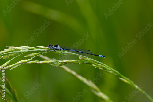 Obraz na plátně variable damselfly or variable bluet (Coenagrion pulchellum) found in the valley