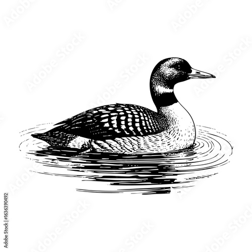 loon duck on lake Vintage woodcut engraving style vector illustration isolated on white