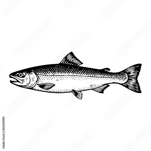 salmon fish in engraving style with black and white line art. Vector sketch image.