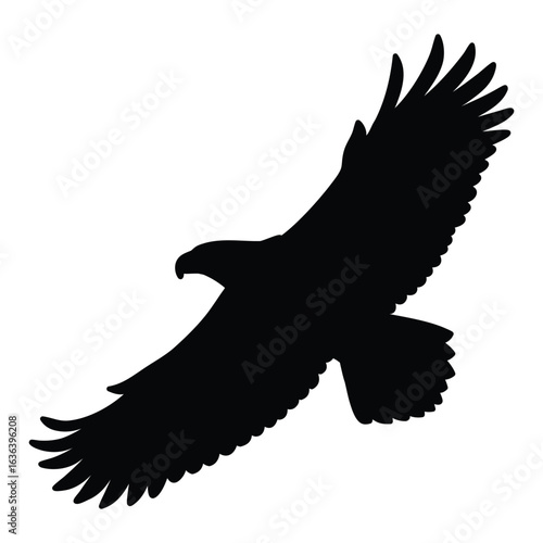silhouette of sea eagle bird isolated on white background