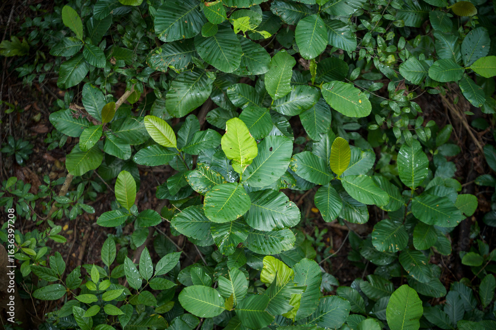 Fototapeta premium Dense green foliage of a tropical plant with new leaves in a shaded forest environment.