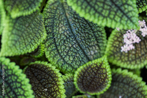 Close-up of Caladium leaves with intricate dark patterns and small white flowers.