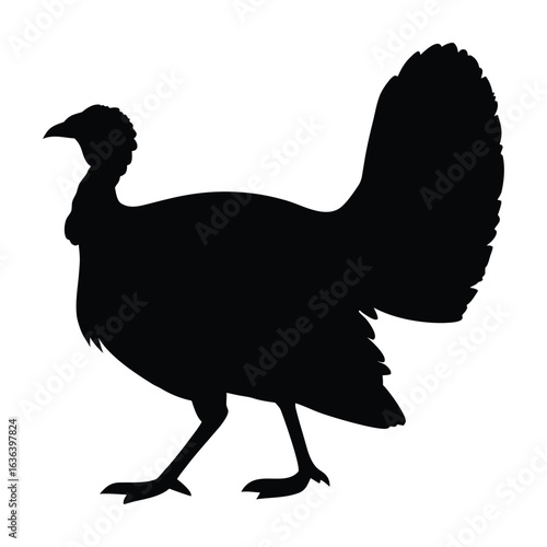 silhouette of wild turkey bird isolated on white background