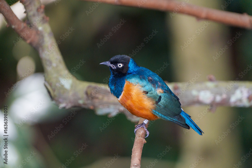 Fototapeta premium A striking male Collared Sunbird perched on a branch, showcasing its vibrant blue, orange, and black plumage.