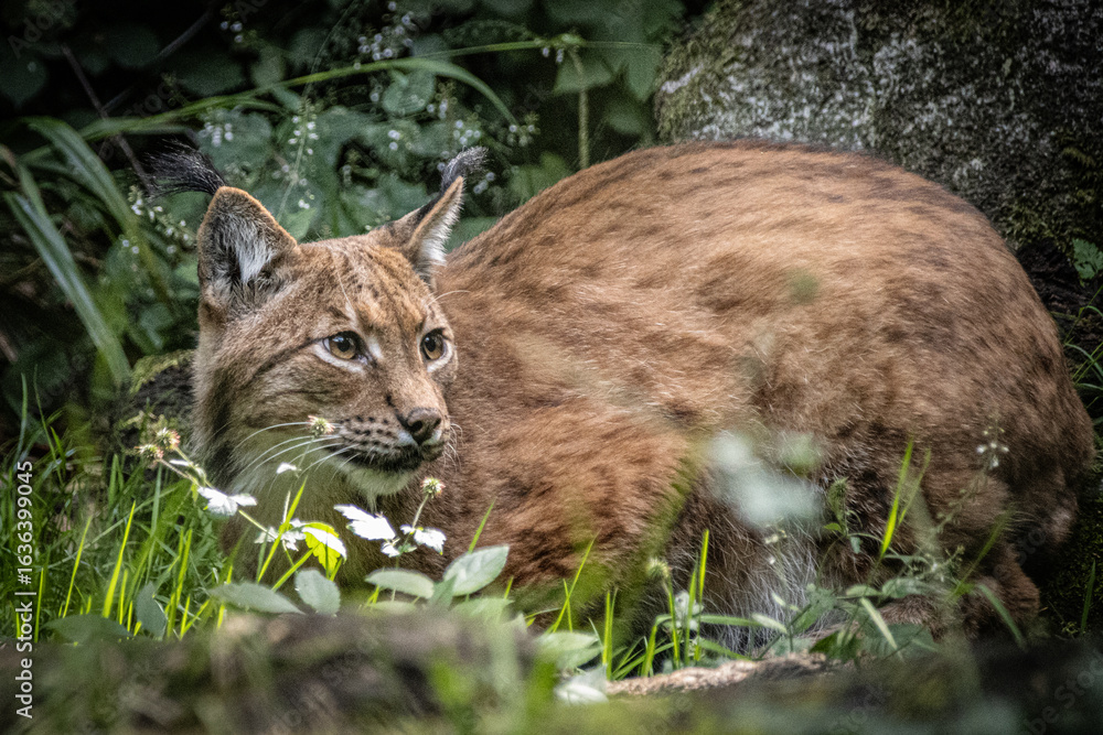 Fototapeta premium Majestic and cute Carpathian Lynx laying down amongst leaves and grass looking to the right, bushes and rocks behind.