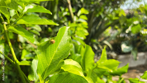 Wallpaper Mural Fruit fly perched on a green leaf Torontodigital.ca