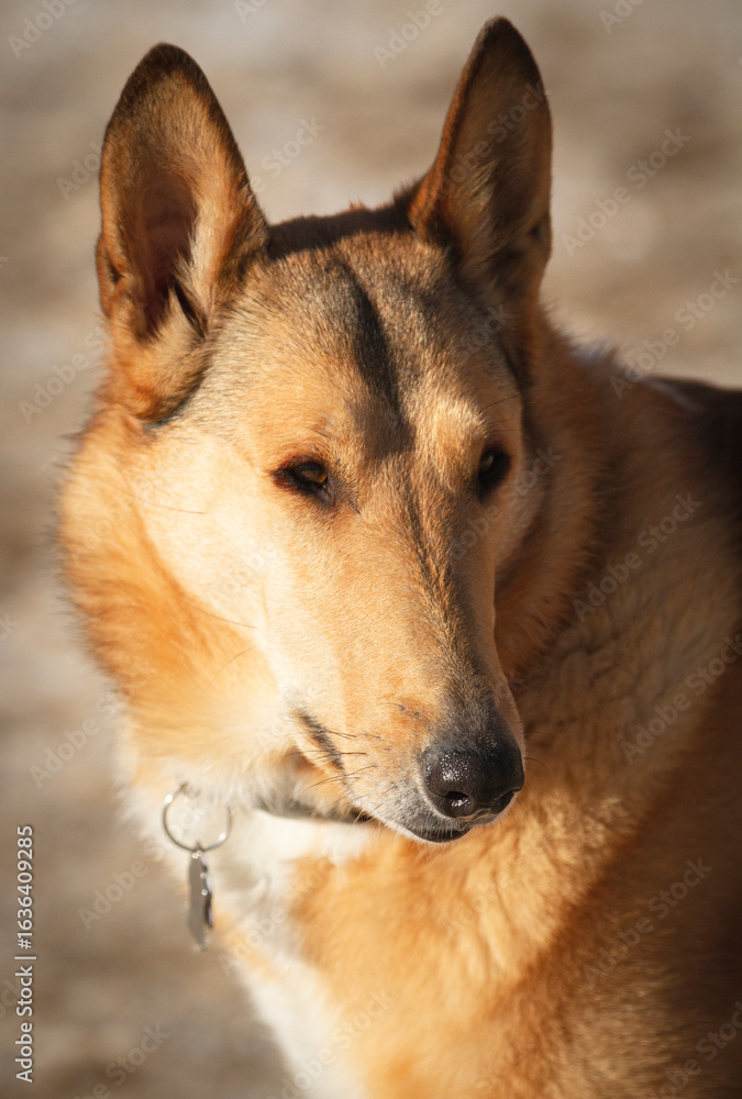 Fototapeta premium Portrait of a Smooth Collie in golden light.