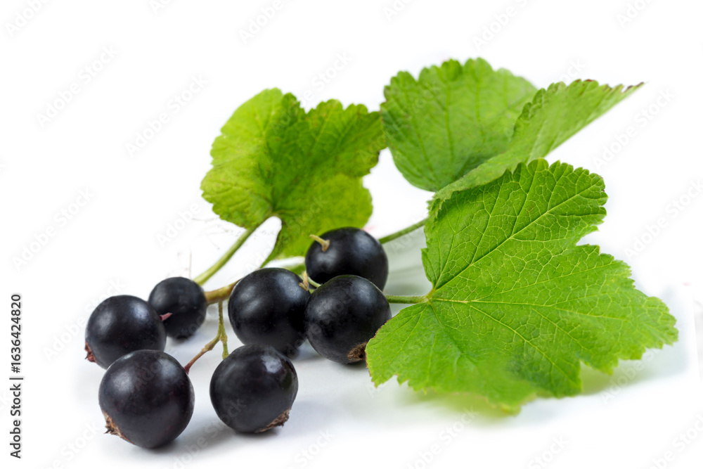 Fresh blackcurrants with vibrant green leaves Fresh blackcurrants with vibrant green leaves