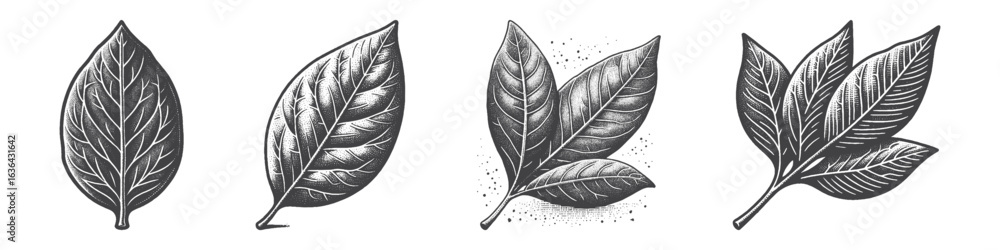 Fototapeta premium Vintage Hand-Drawn Bay Leaf Illustration, Herb Plant Engraved Vector for Culinary and T-Shirt Design