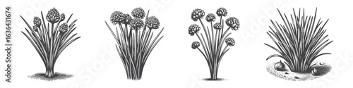 Vintage Hand-Drawn Chives Illustration, Herb Plant Engraved Vector for Culinary and T-Shirt Design