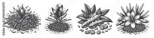 Vintage Hand-Drawn Galangal Illustration, Spice Root Engraved Vector for Culinary and T-Shirt Design