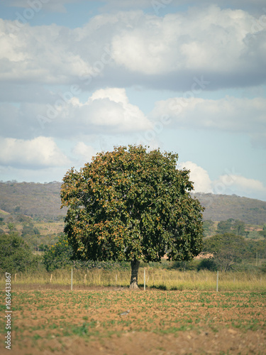 cattle farm in the cerrado of brazil