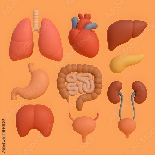 3D Model of Human Organs with Color on Orange Background