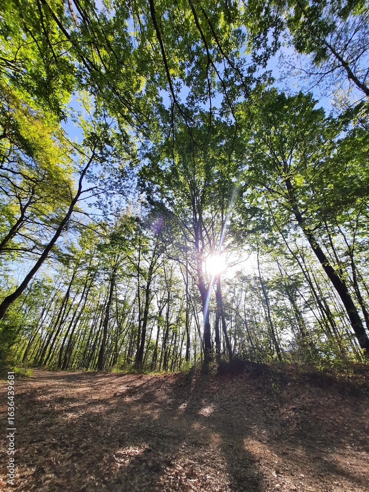 Fototapeta premium Sole tra gli alberi nel bosco