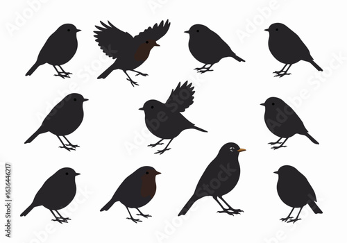 Diverse Bird Silhouettes and Robin Illustrations in Flight and Perching Poses Isolated on White