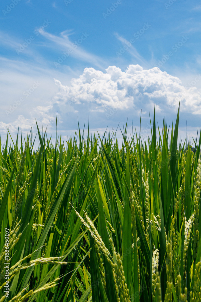 Obraz premium 実った稲穂と青空と白い雲