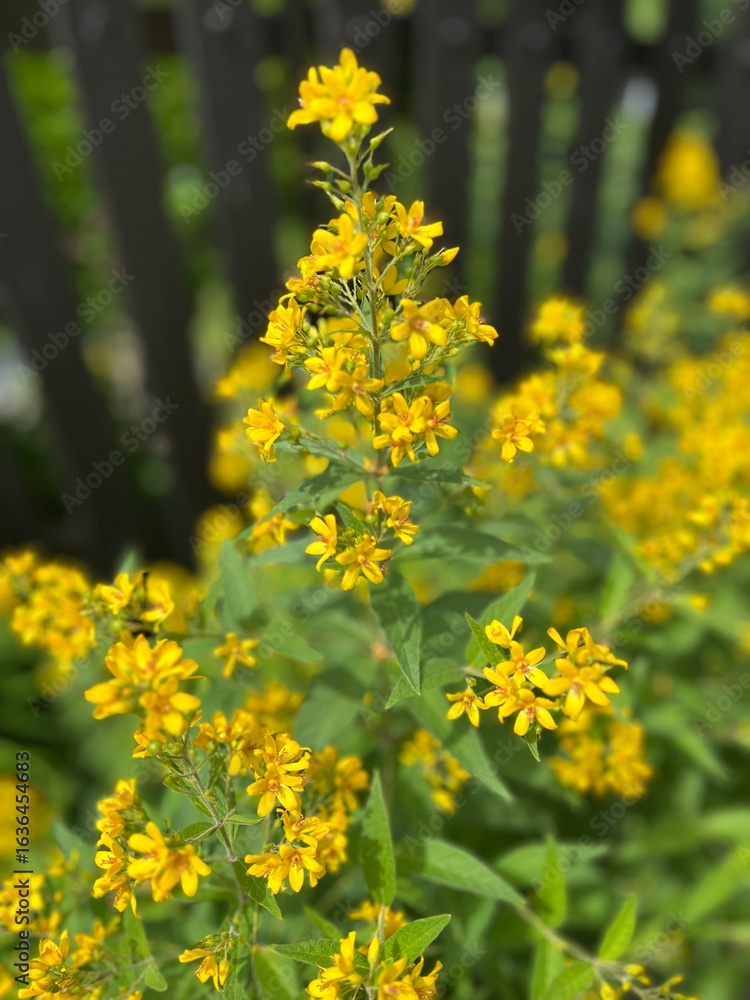 Obraz premium Kwiaty ogrodowe 