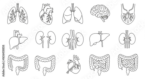 vector set of human organs