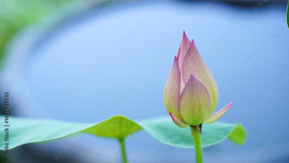 Fototapeta premium Pink lotus buds against a soft-focus background