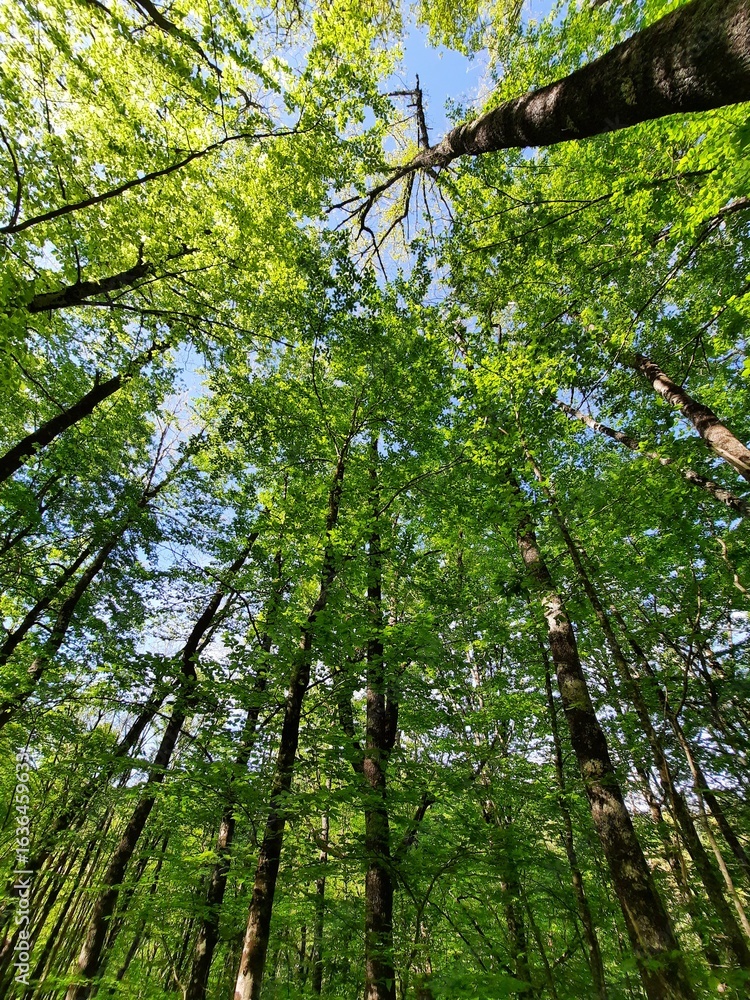 Fototapeta premium Alberi fitti nel bosco